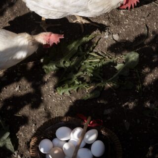 𝗡𝗼𝗻 𝗰𝗲𝗿𝗰𝗵𝗶𝗮𝗺𝗼 𝗰𝗹𝗶𝗲𝗻𝘁𝗶.𝗖𝗲𝗿𝗰𝗵𝗶𝗮𝗺𝗼 𝗰𝗵𝗶 𝘀𝗮 𝗿𝗶𝗰𝗼𝗻𝗼𝘀𝗰𝗲𝗿𝗲 𝘂𝗻 𝗴𝗲𝘀𝘁𝗼.Il vero lusso discreto non vive nei servizi standardizzati,ma nella qualità dell’intenzione.A Maison du Tatà, le uova che puoi trovare pronte nel tuo appartamento in Valle d’Aosta non hanno viaggiato.Sono il risultato della cura quotidiana di mio papà Tarcisio, nel suo pollaio.Un gesto semplice, ripetuto ogni giorno, che arriva fino alla tua colazione.Questa è la nostra 𝗔𝗻𝗶𝗺𝗮 𝗱𝗶 𝗙𝗮𝗺𝗶𝗴𝗹𝗶𝗮.La nostra governante si prende cura degli spazi perché profumino di casa.Io, Chiara, ti accolgo e ti accompagno.Tarcisio ti offre la semplicità di qualcosa fatto bene.Non è un omaggio.È un modo di dirti che qui ogni dettaglio ha un volto,e ogni sapore racconta una storia.𝗦𝗲 𝗮𝗻𝗰𝗵𝗲 𝗽𝗲𝗿 𝘁𝗲 𝗶𝗹 𝗹𝘂𝘀𝘀𝗼 𝗲̀ 𝗳𝗮𝘁𝘁𝗼 𝗱𝗶 𝗴𝗲𝘀𝘁𝗶 𝘃𝗲𝗿𝗶,𝗹𝗼 𝘀𝗲𝗻𝘁𝗶𝗿𝗮𝗶 𝘀𝘂𝗯𝗶𝘁𝗼.