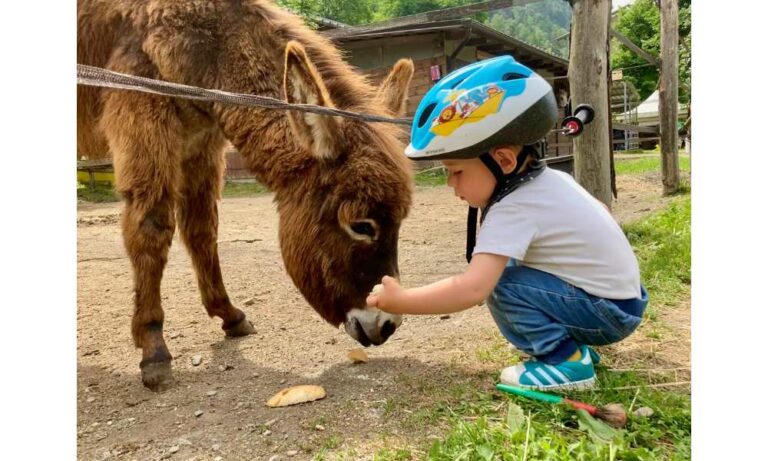 Bambino che dà da mangiare ad un asino