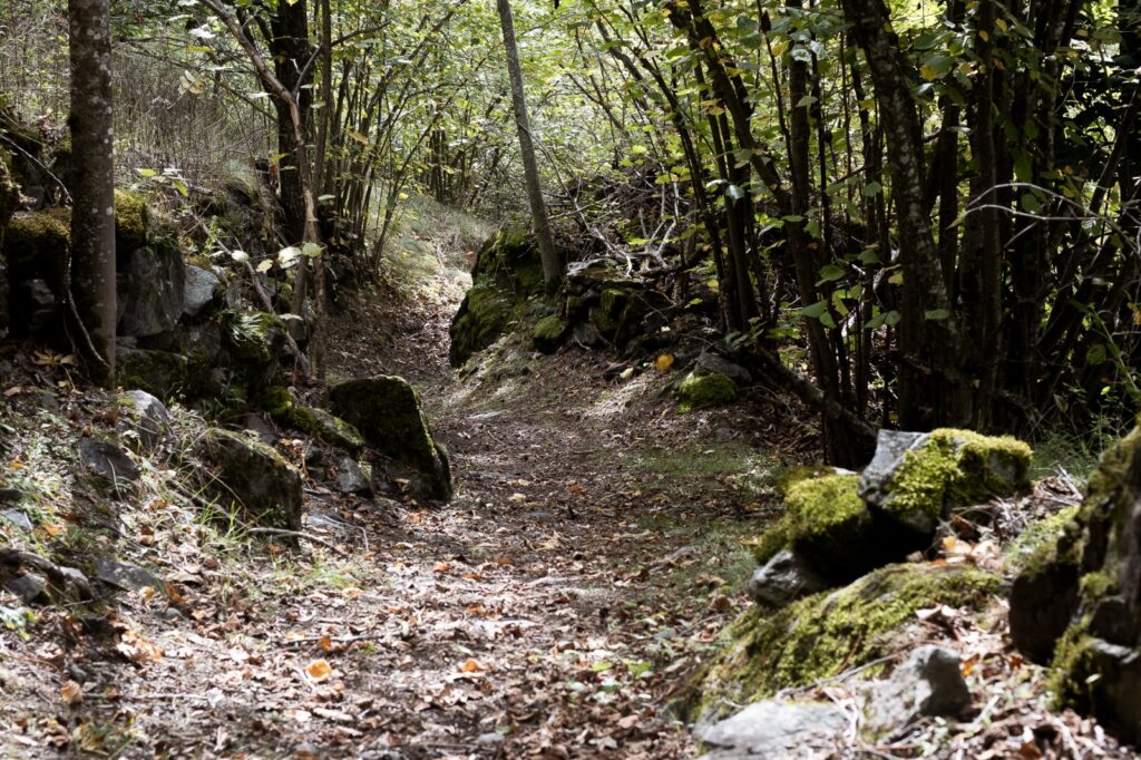 sentiero di bosco