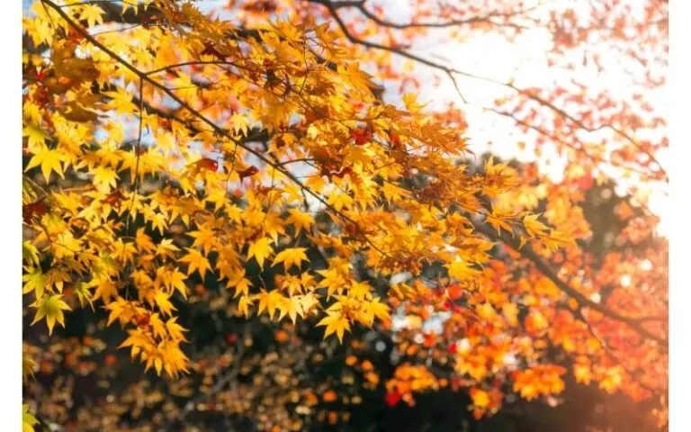 albero foliage